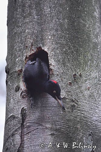 dzięcioł czarny przy dziupli, Dryocopus martius the black woodpecker, Dryocopus martius