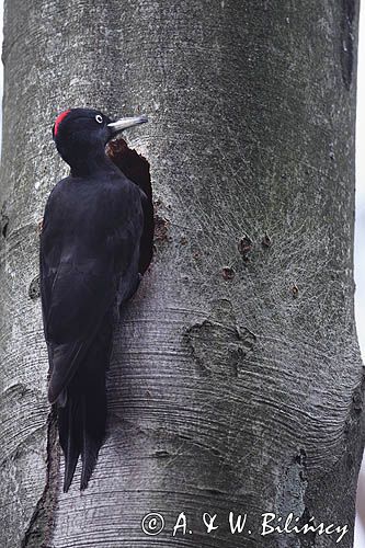dzięcioł czarny przy dziupli, Dryocopus martius the black woodpecker, Dryocopus martius