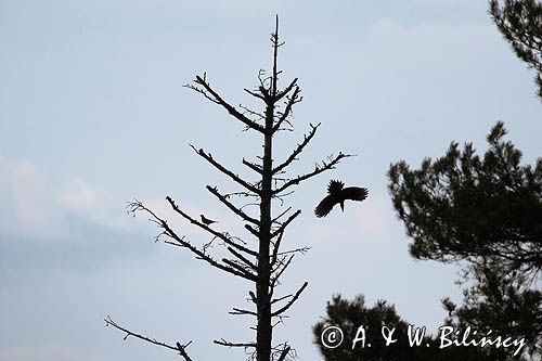 dzięcioł czarny, Dryocopus martius i kwiczoł, Turdus pilaris