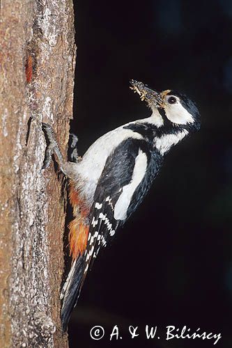 dzięcioł pstry duży Dendrocopos major