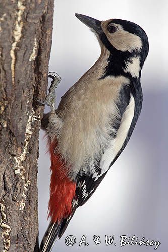 dzięcioł pstry duży Dendrocopos major samica