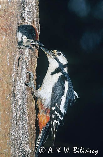 dzięcioł pstry duży Dendrocopos major