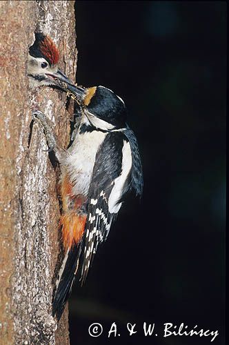 dzięcioł pstry duży Dendrocopos major