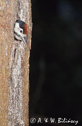 dzięcioł pstry duży Dendrocopos major