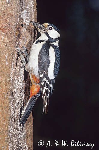 dzięcioł pstry duży Dendrocopos major