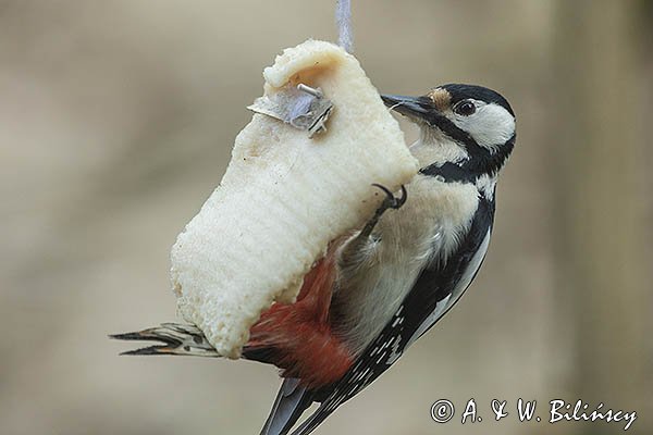 Dzięcioł duży, Dendrocopos major, samica