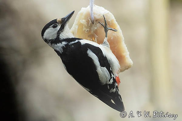 Dzięcioł duży, Dendrocopos major, samica