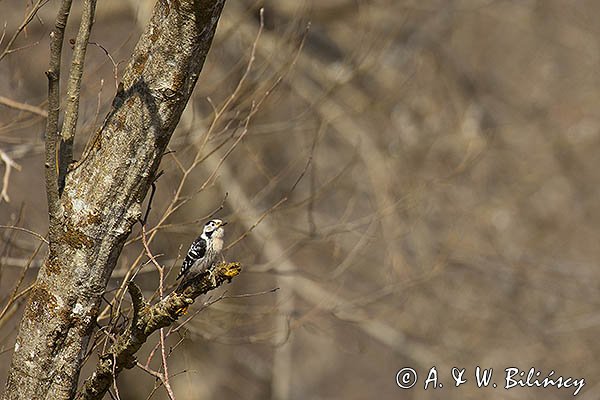 Dzięciołek, dzięcioł mały, Dendrocopos minor, samica