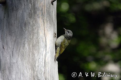 dzięcioł zielonosiwy Picus canus