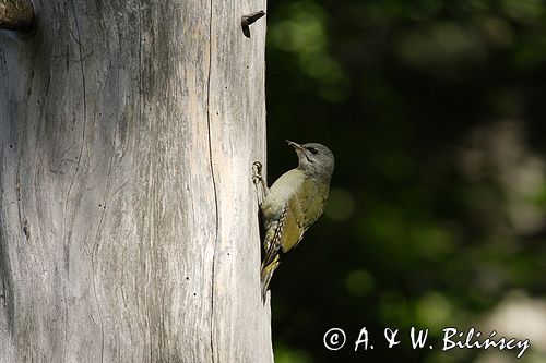 dzięcioł zielonosiwy Picus canus