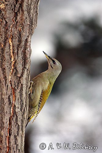 dzięcioł zielonosiwy Picus canus