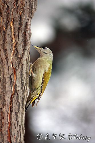 dzięcioł zielonosiwy Picus canus