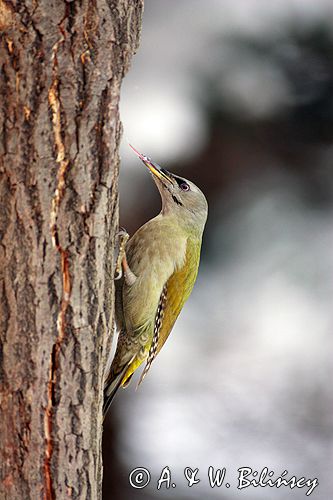 dzięcioł zielonosiwy Picus canus