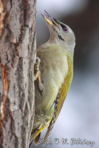 dzięcioł zielonosiwy Picus canus