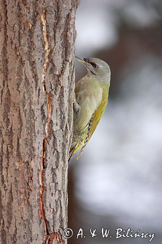 dzięcioł zielonosiwy Picus canus