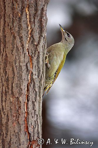 dzięcioł zielonosiwy Picus canus