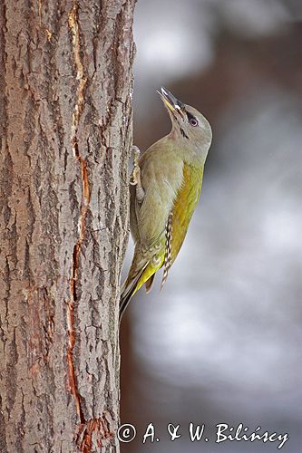 dzięcioł zielonosiwy Picus canus