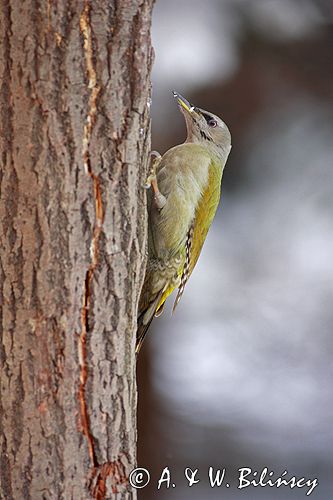 dzięcioł zielonosiwy Picus canus