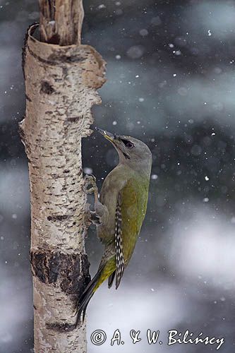 dzięcioł zielonosiwy Picus canus