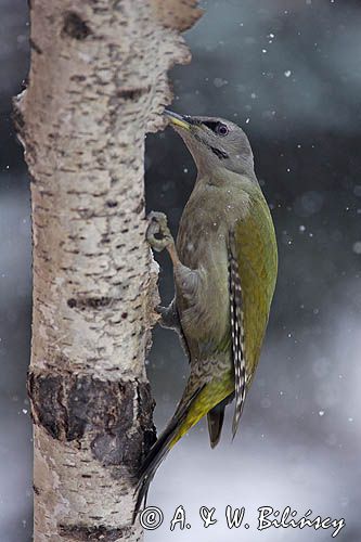 dzięcioł zielonosiwy Picus canus