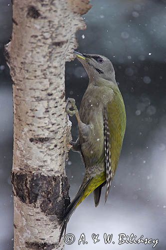 dzięcioł zielonosiwy Picus canus