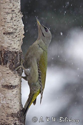 dzięcioł zielonosiwy Picus canus