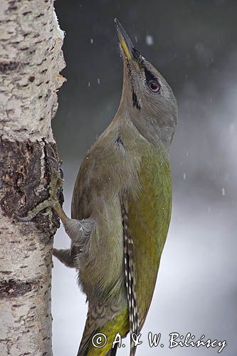 dzięcioł zielonosiwy Picus canus