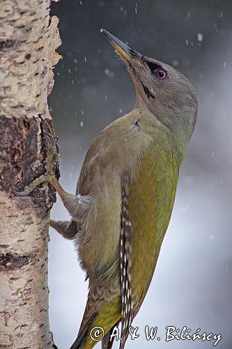 dzięcioł zielonosiwy Picus canus