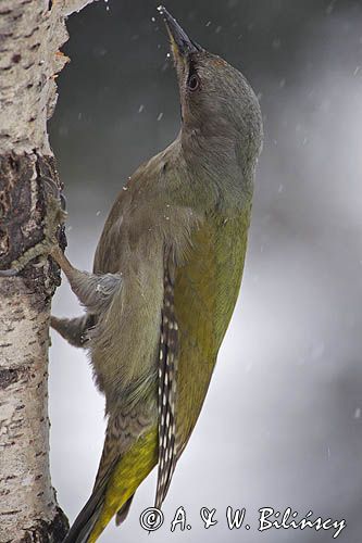 dzięcioł zielonosiwy Picus canus