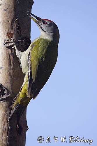 dzięcioł zielonosiwy Picus canus samiec