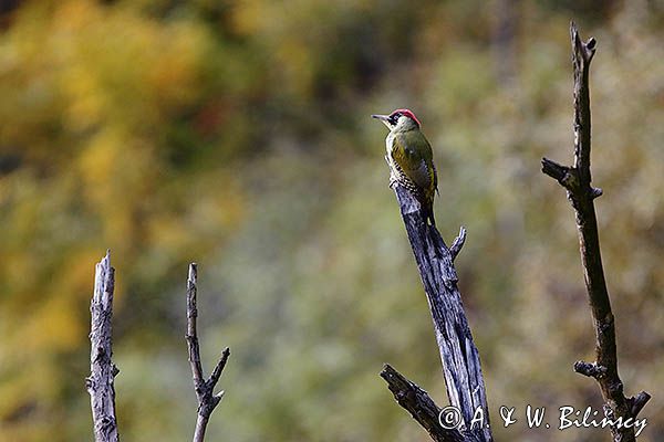 Dzięcioł zielony, Picus viridis