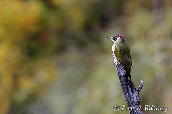 Dzięcioł zielony, Picus viridis