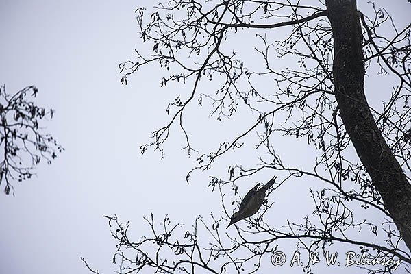 Dzięcioł zielony, Picus viridis