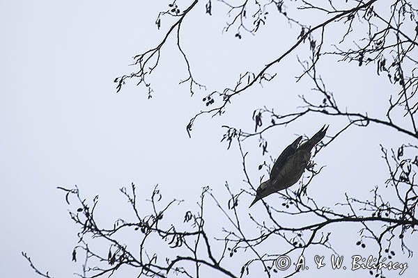 Dzięcioł zielony, Picus viridis
