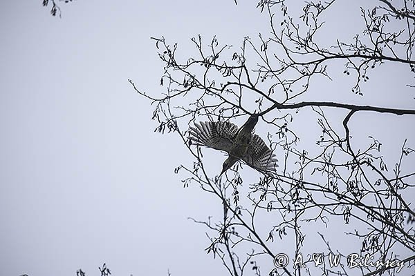Dzięcioł zielony, Picus viridis
