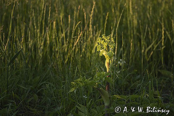 Dzięgiel litwor, arcydzięgiel litwor, Angelica archangelica L., Archangelica officinalis Hoffm.