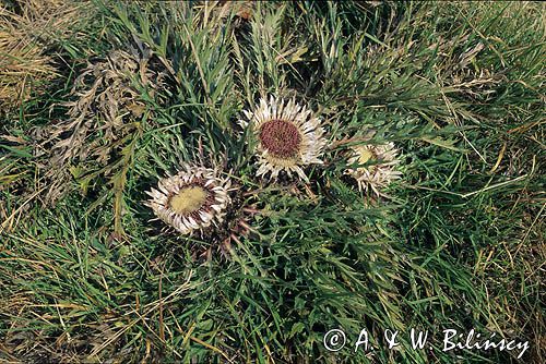 dziewięćsił bezłodygowy Carlina acaulis