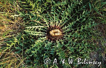 dziewięćsił bezłodygowy Carlina acaulis