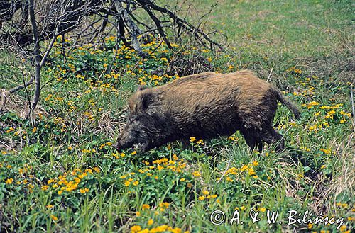 dzik sus scrofa w kaczeńcach