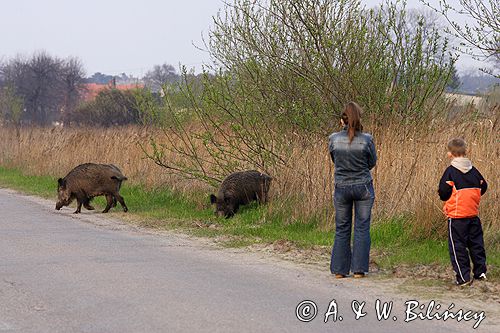 dziki - locha z warchlakami przebiegające przez szosę