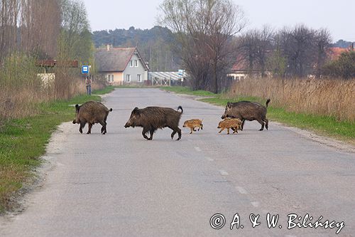 dziki - locha z warchlakami przebiegające przez szosę