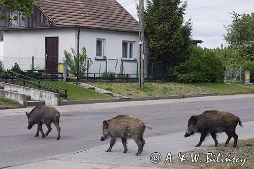 dzik, sus scrofa, dziki przechodzące przez szosę w Górkach Zachodnich / Gdańsk/ gdansk