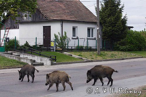 dzik, sus scrofa, dziki przechodzące przez szosę w Górkach Zachodnich / Gdańsk/