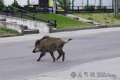 dzik, sus scrofa, dziki przechodzące przez szosę w Górkach Zachodnich / Gdańsk/ gdansk