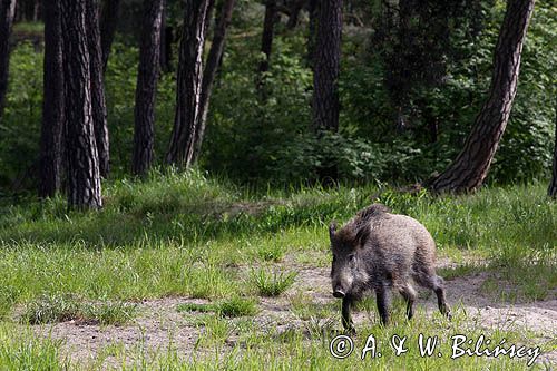 dzik, sus scrofa