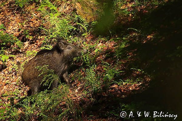 Dzik, Sus scrofa