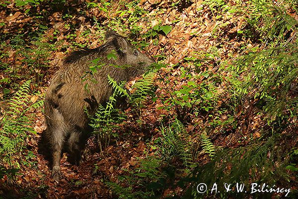 Dzik, Sus scrofa