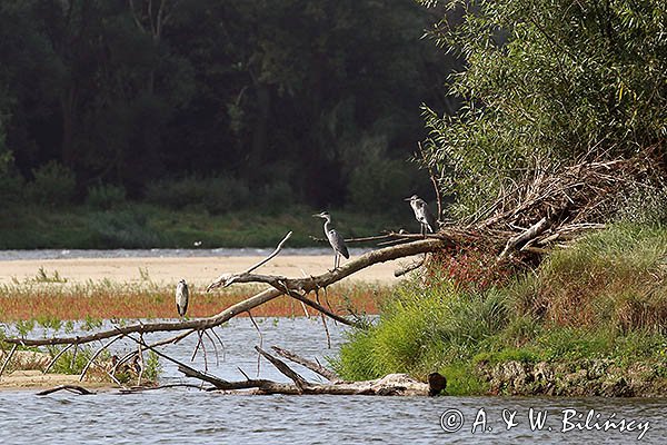 Czaple siwe nad Wisłą, Ardea cinerea