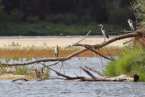 Czaple siwe nad Wisłą, Ardea cinerea