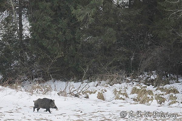 Dzik, sus scrofa